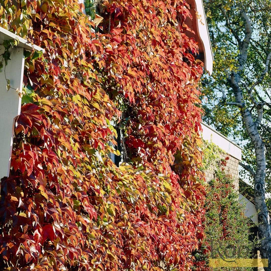 Boston Ivy | Parthenocissus tricuspidata 'Veitchi' - Image 4