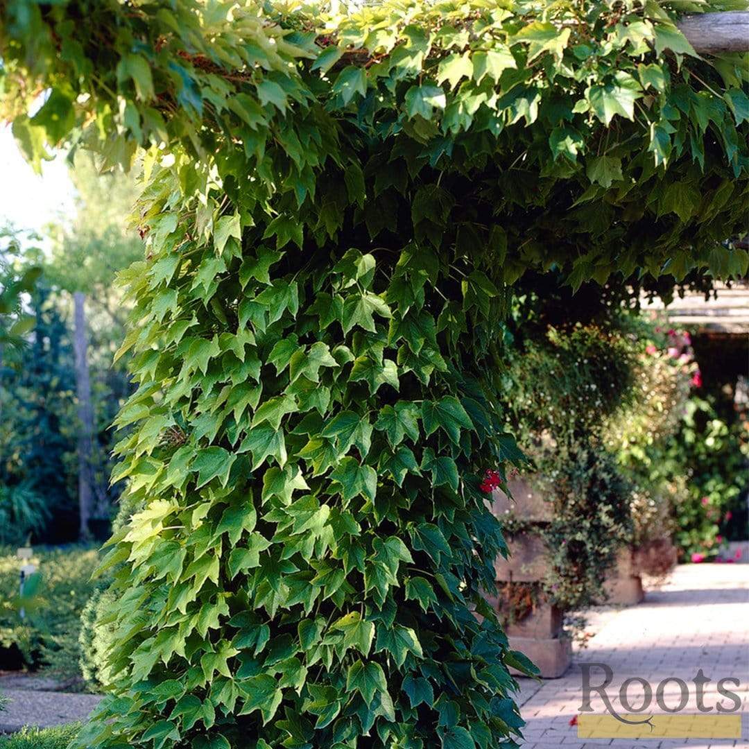 Boston Ivy | Parthenocissus tricuspidata 'Veitchi' - Image 5