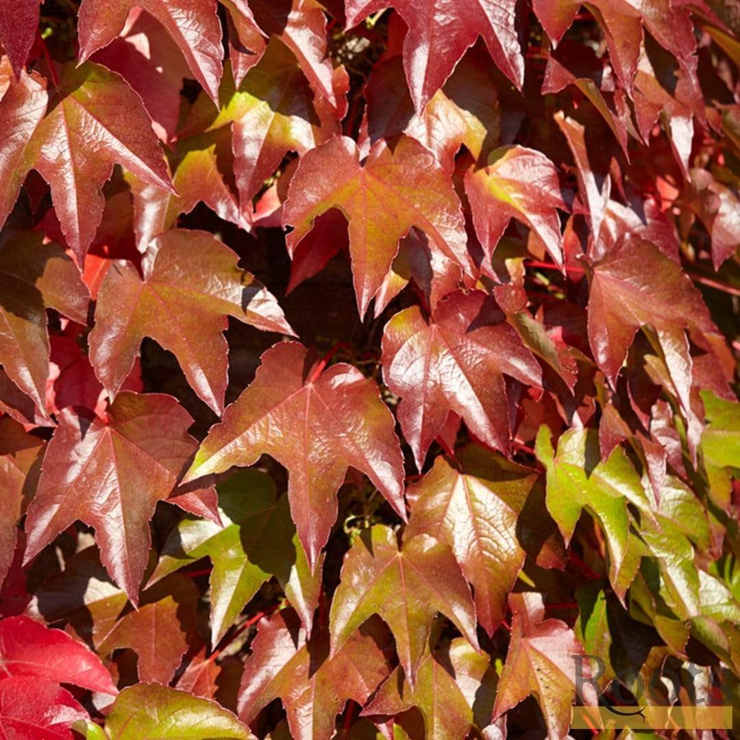 Boston Ivy | Parthenocissus tricuspidata 'Veitchi' - Image 7