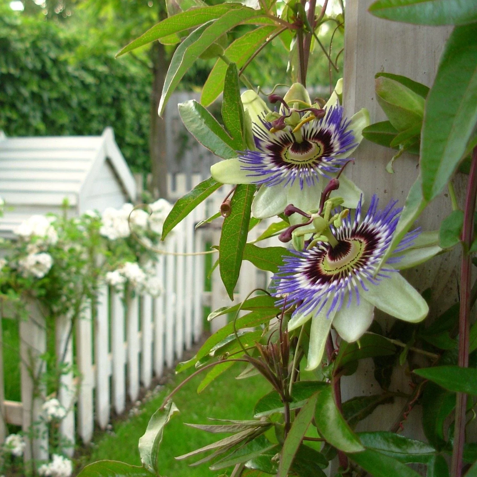 Blue Passion Flower | Passiflora caerulea - Image 5
