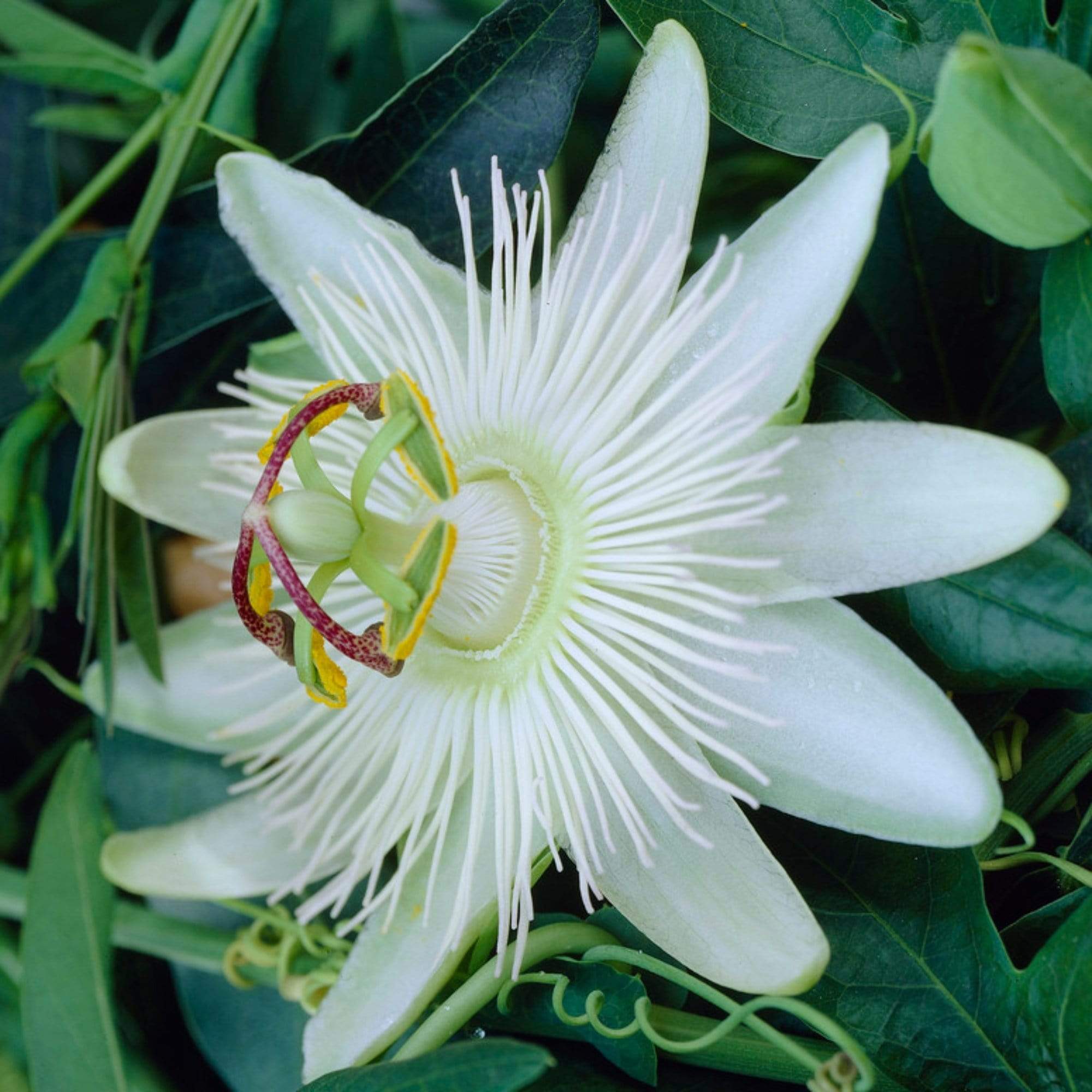 White Passion Flower | Passiflora 'Constance Elliott'