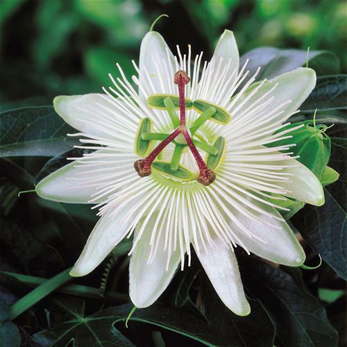 White Passion Flower | Passiflora 'Constance Elliott' - Image 2