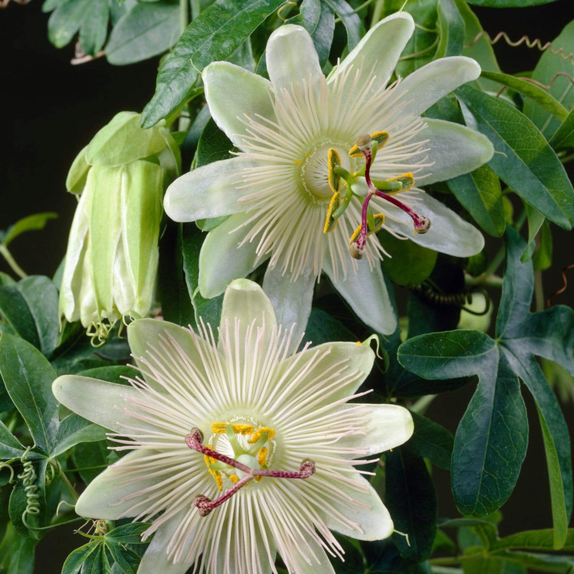 White Passion Flower | Passiflora 'Constance Elliott' - Image 3