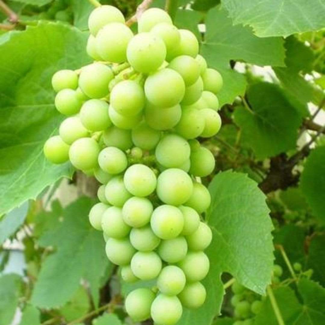 'Phoenix' Outdoor Grape Vine - Image 3