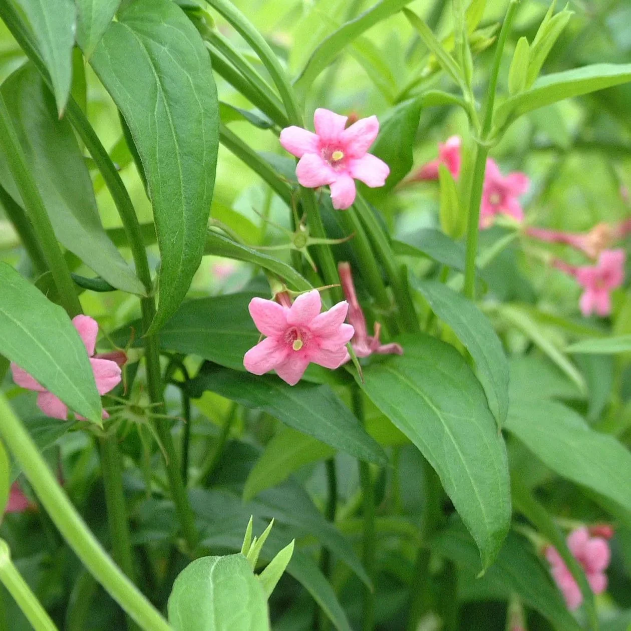 Red Jasmine | Jasminum beesianum