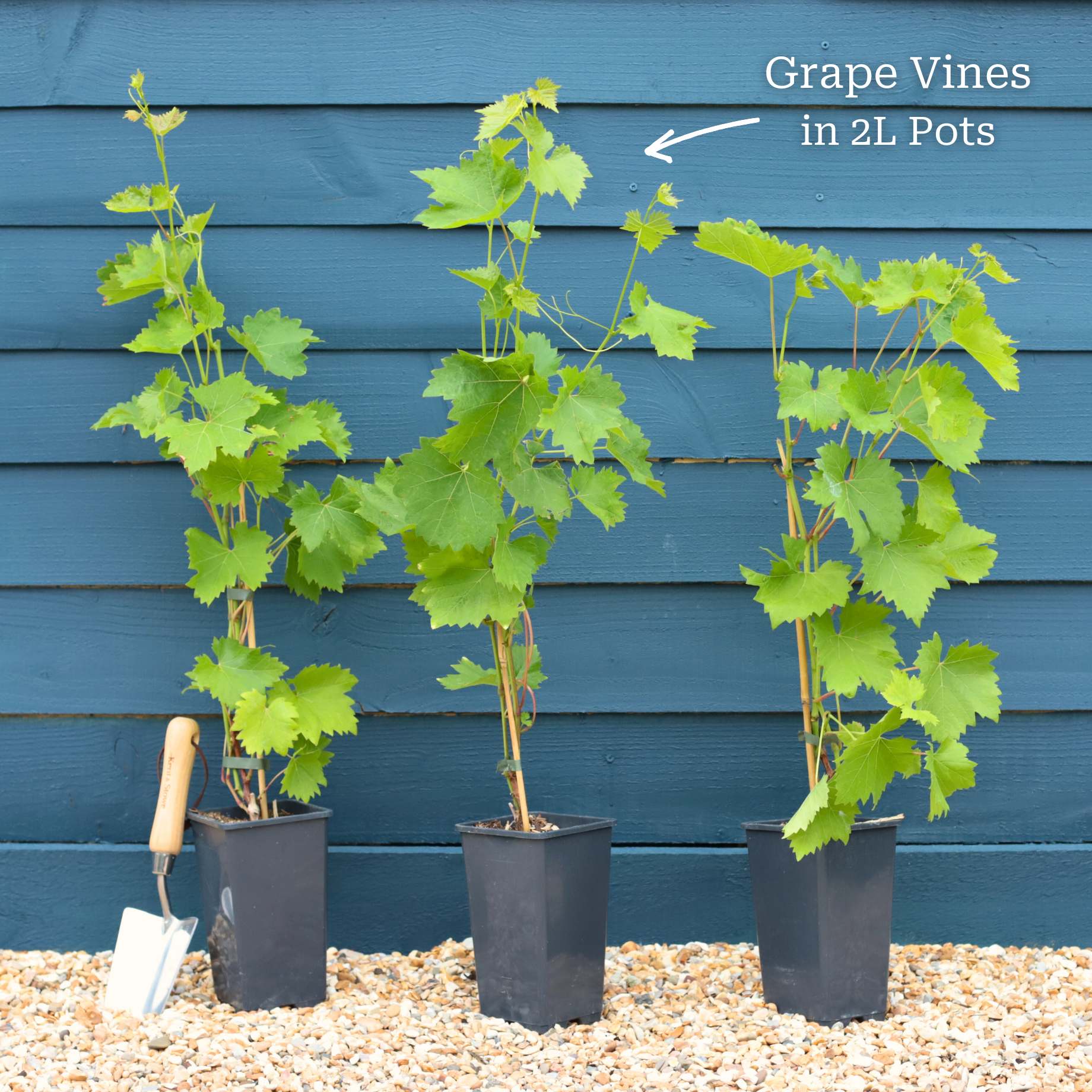 'Phoenix' Outdoor Grape Vine - Image 7