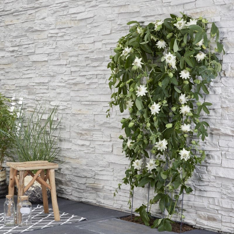 White Passion Flower | Passiflora 'Snow Queen' - Image 3