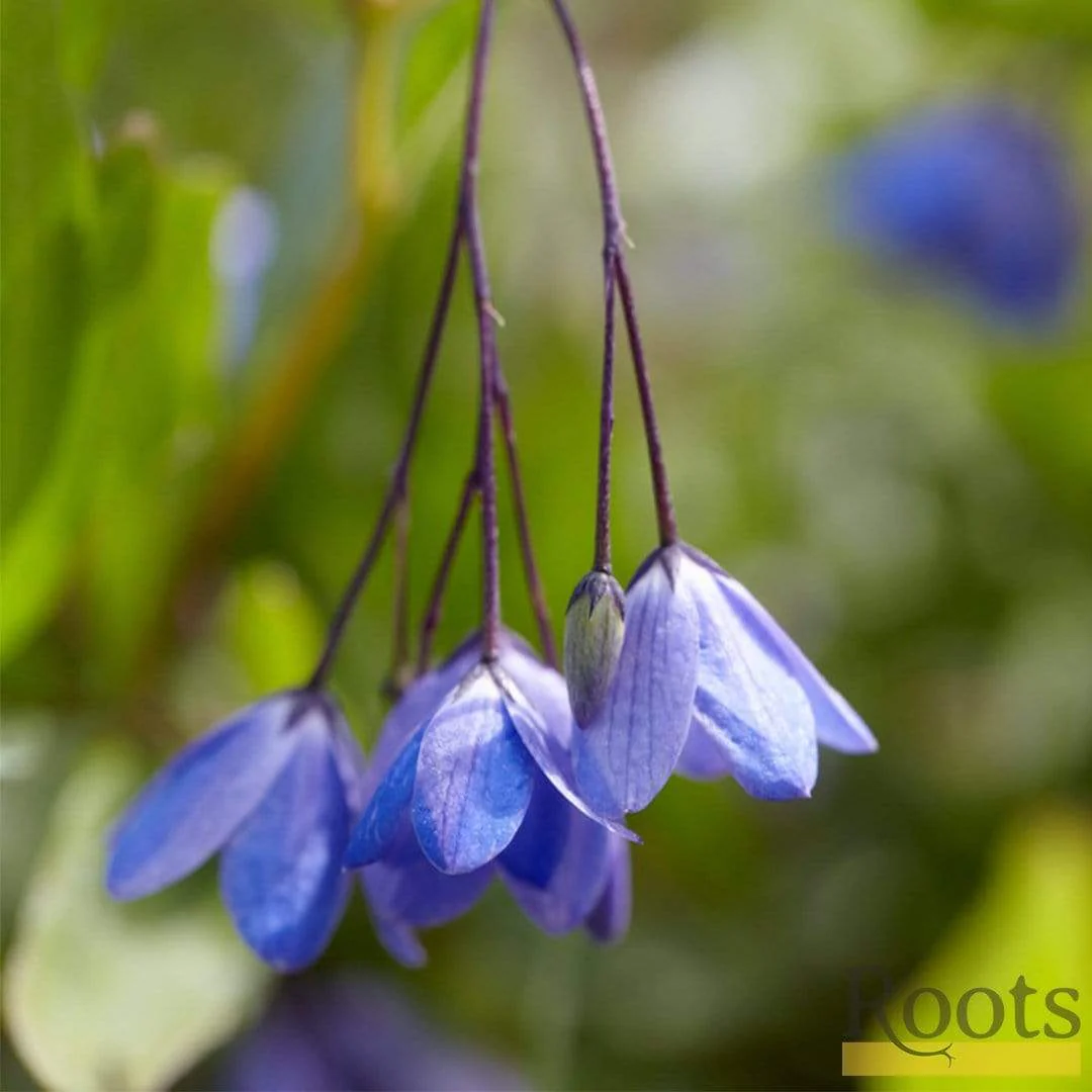 Bluebell Creeper | Sollya heterophylla - Image 4