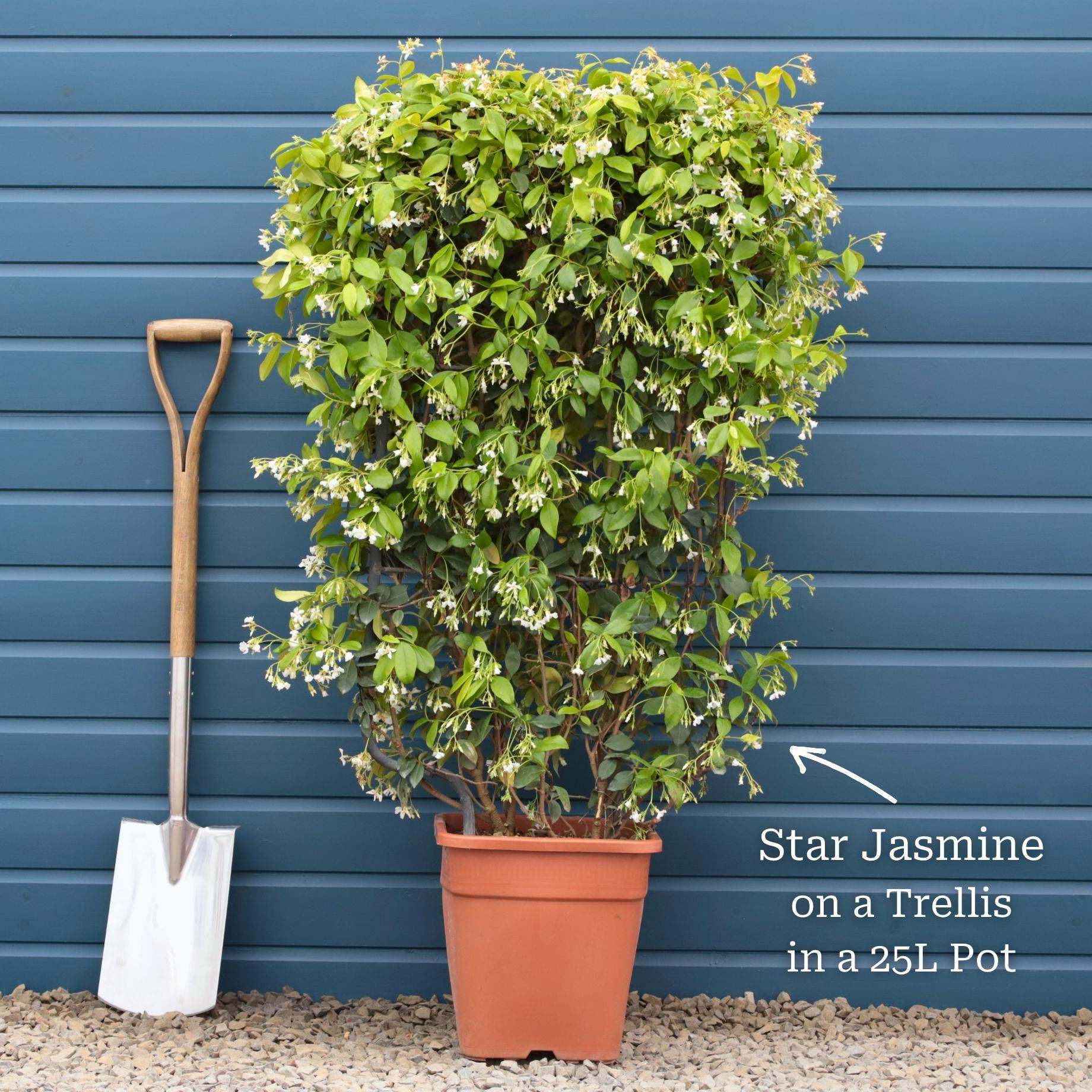 Evergreen Star Jasmine | Trachelospermum jasminoides - Image 13
