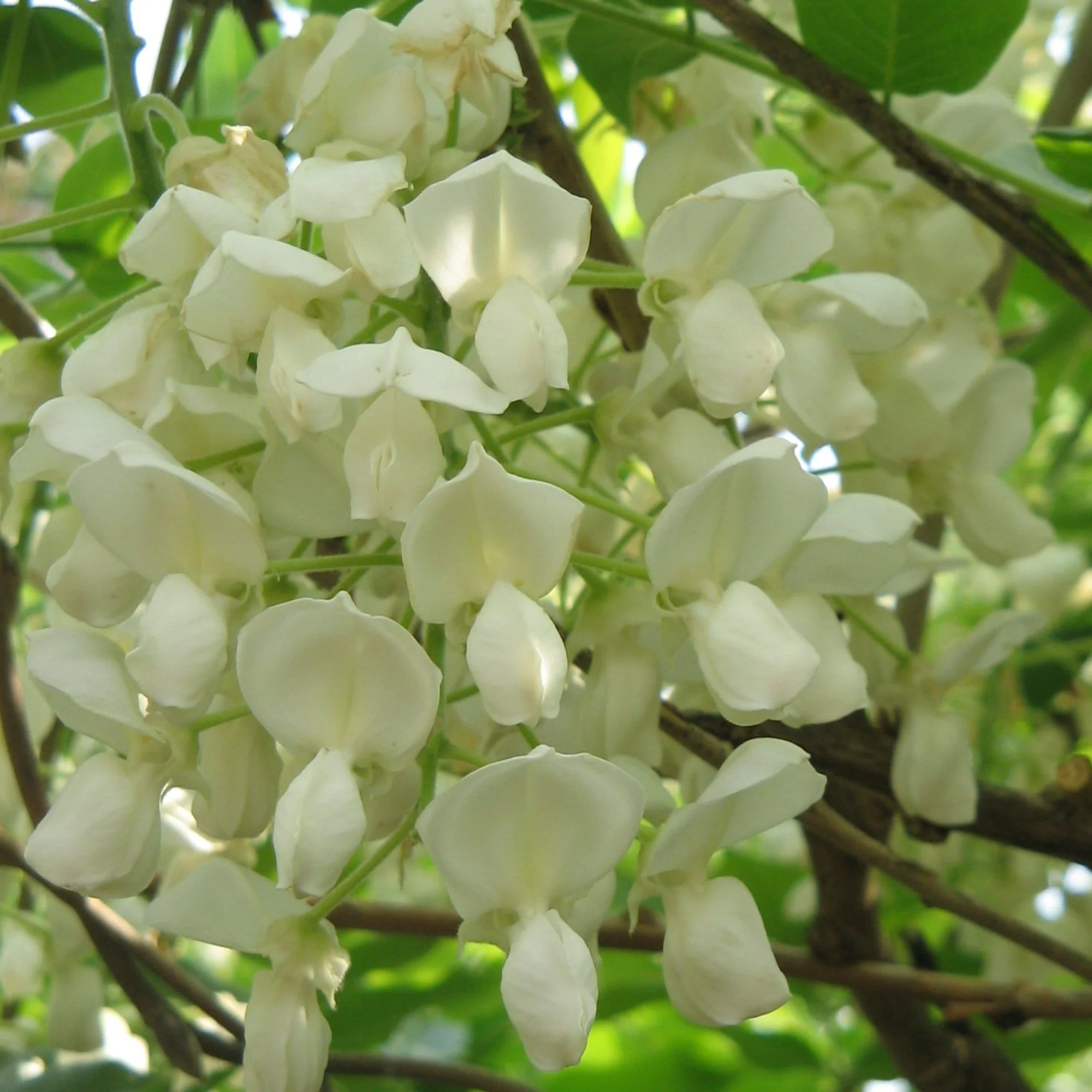 Silky Wisteria | Wisteria brachybotrys 'Shiro Kapitan Fuji'