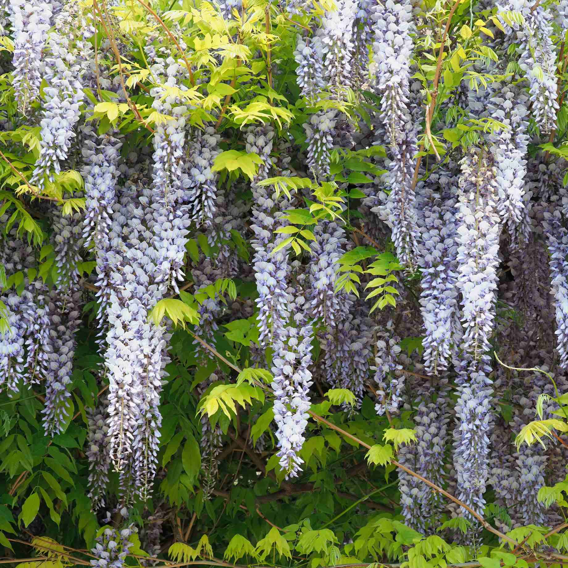 Japanese Wisteria | Wisteria floribunda