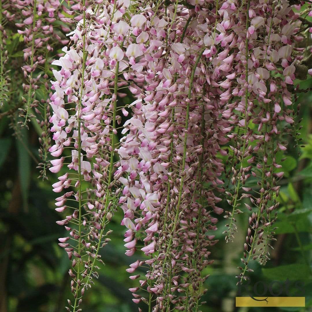 Pink Japanese Wisteria | Wisteria floribunda 'Rosea' - Image 3