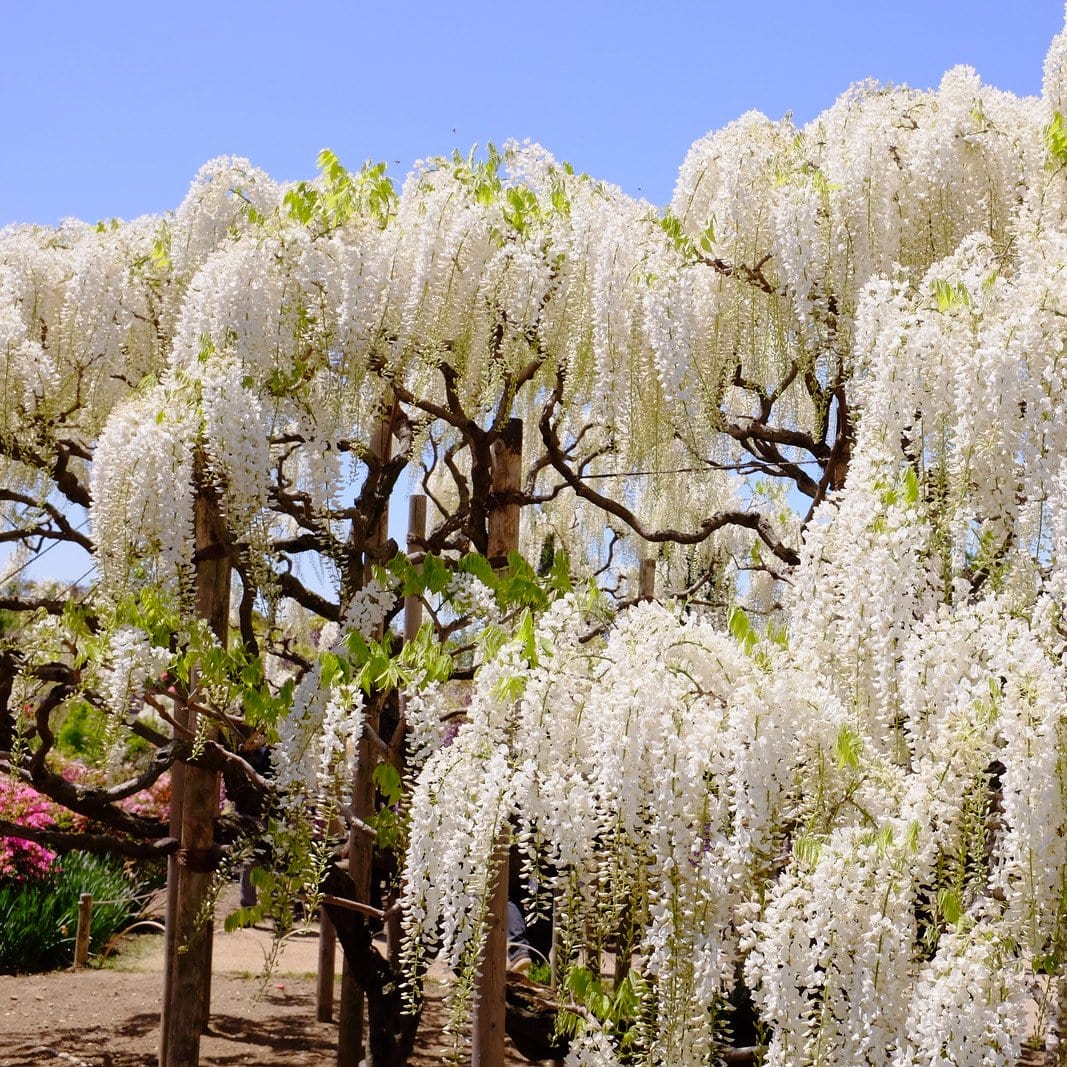 White Chinese Wisteria | Wisteria sinensis 'Alba'