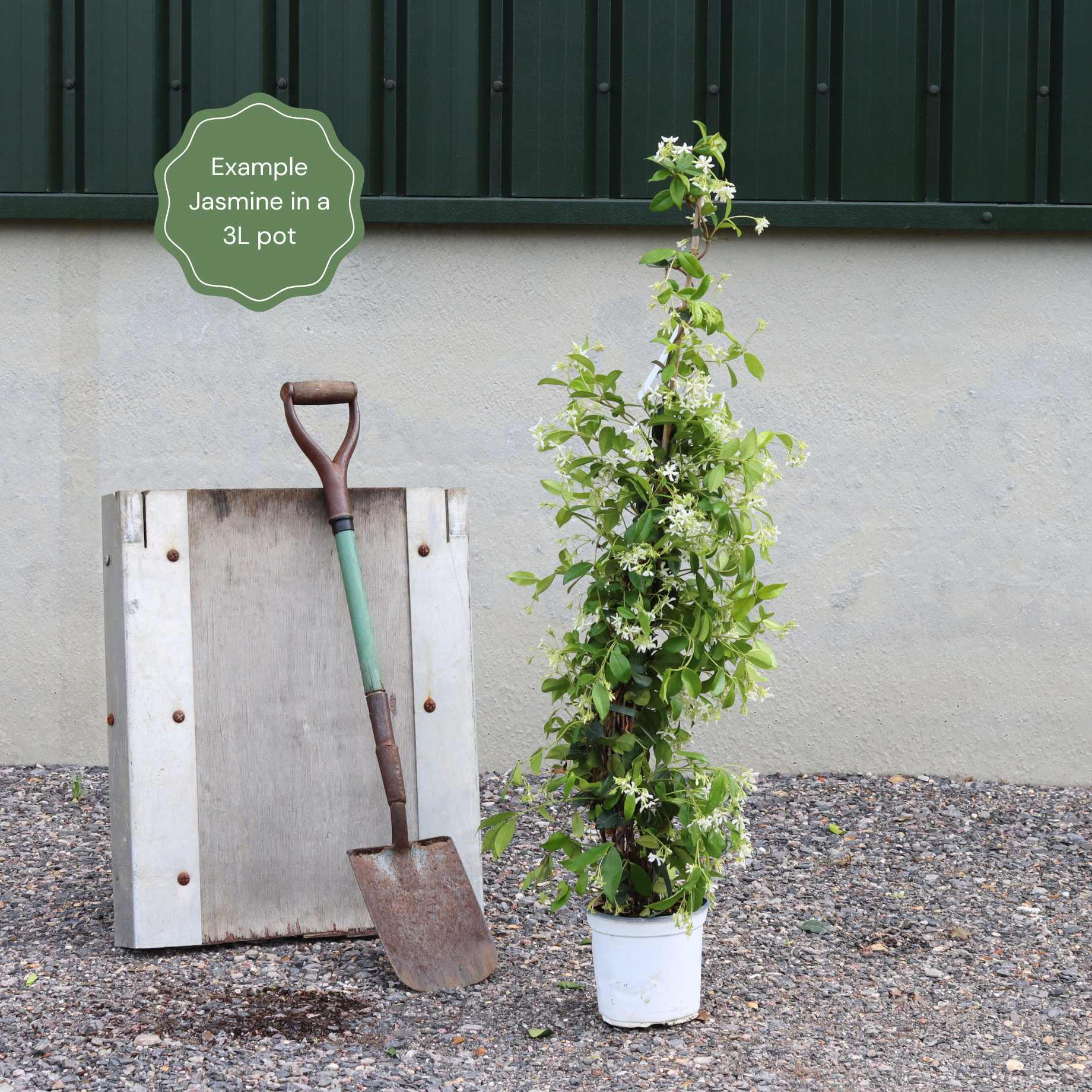Yellow Star Jasmine | Trachelospermum jasminoides 'Star of Tuscany' - Image 3
