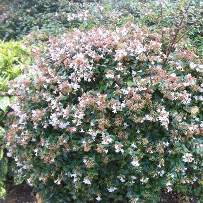 Abelia grandiflora - Image 3