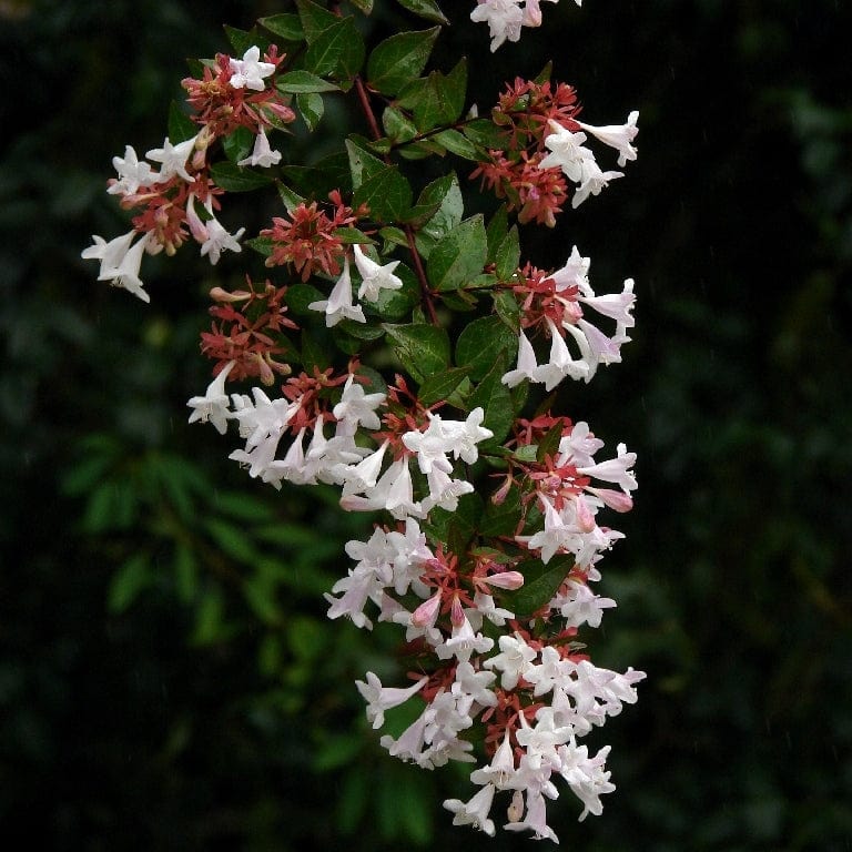 Abelia grandiflora - Image 5
