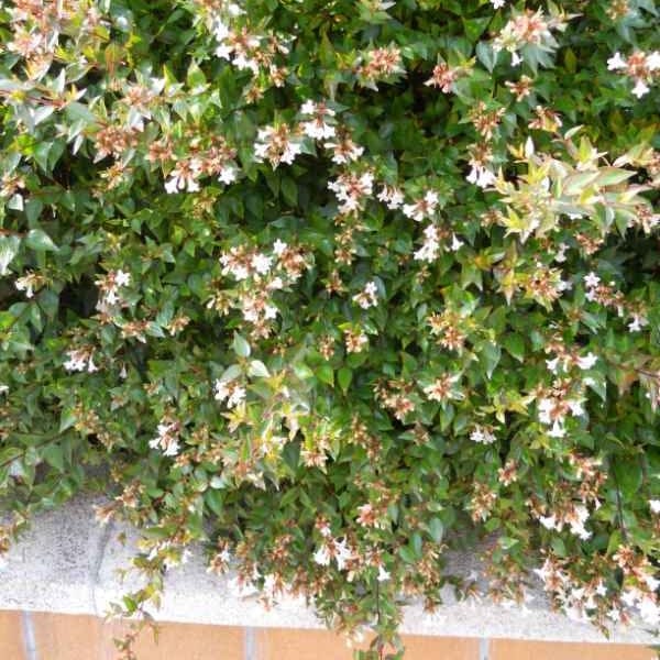 Abelia 'Sunshine 'Daydream' - Image 3