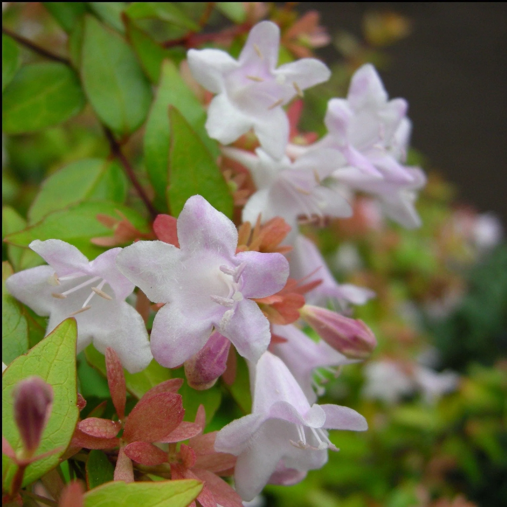 Abelia 'Sunshine 'Daydream' - Image 4