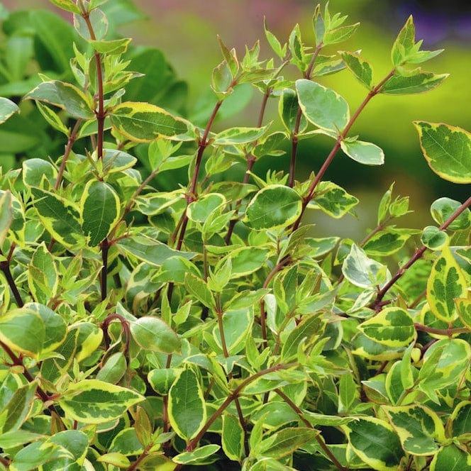 Abelia 'Sunshine 'Daydream' - Image 5