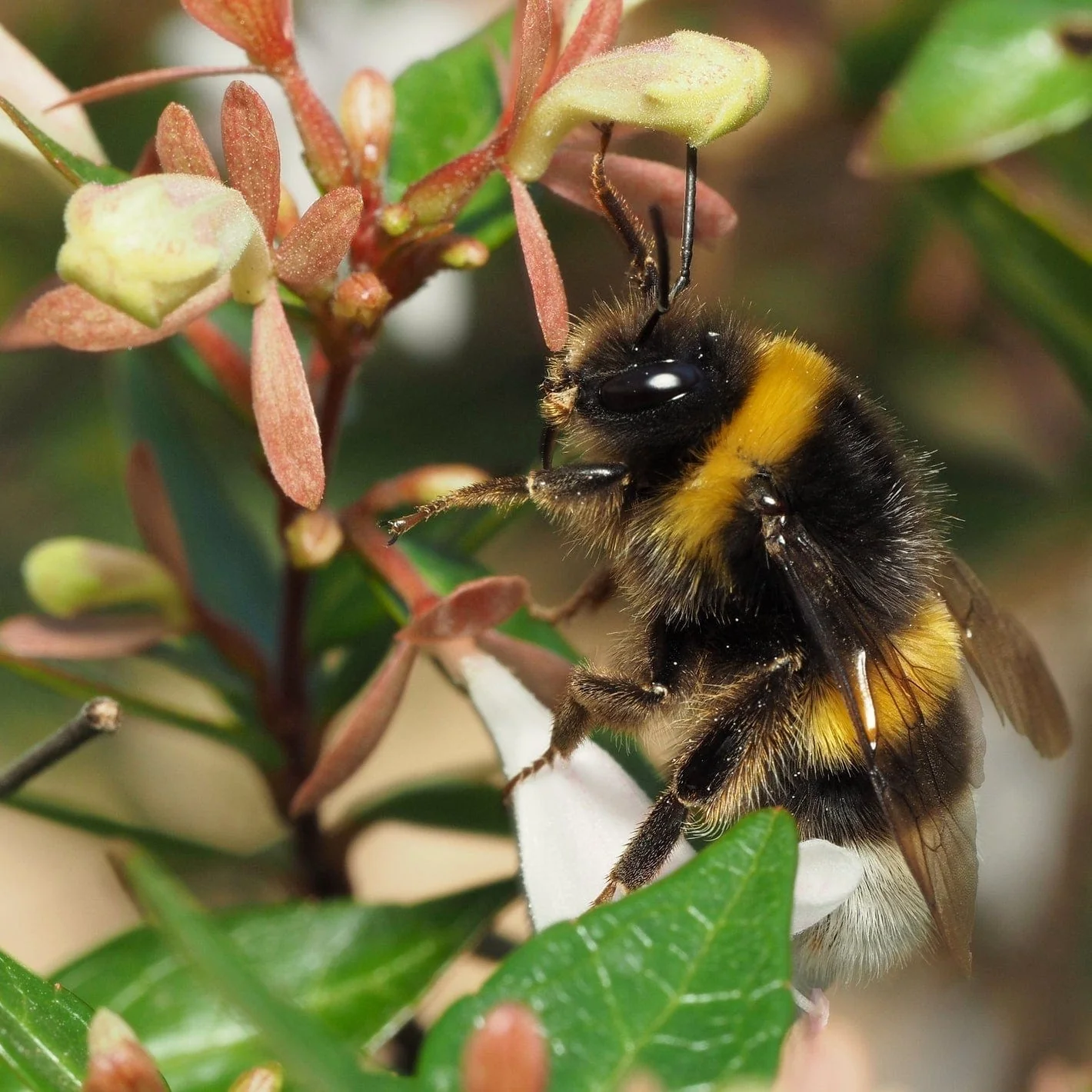 Abelia 'Sunshine 'Daydream' - Image 6