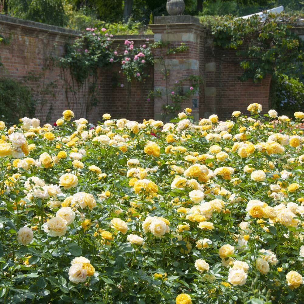 'Absolutely Fabulous' Floribunda Rose - Image 3