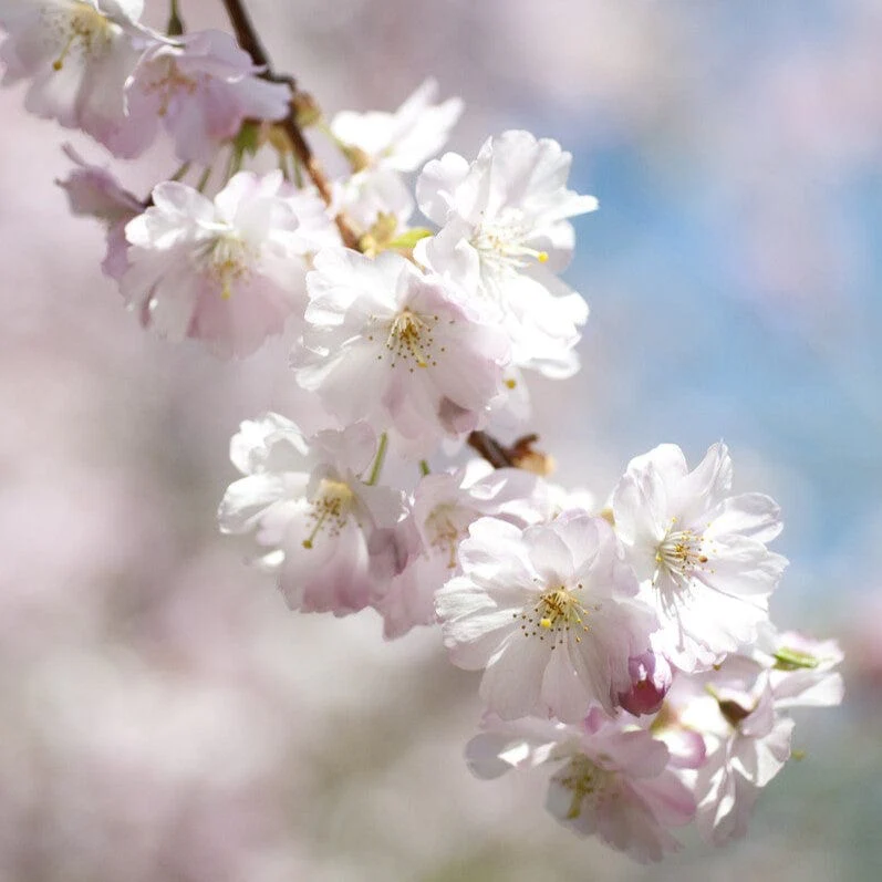 'Accolade' Pink Cherry Blossom Tree - Image 2