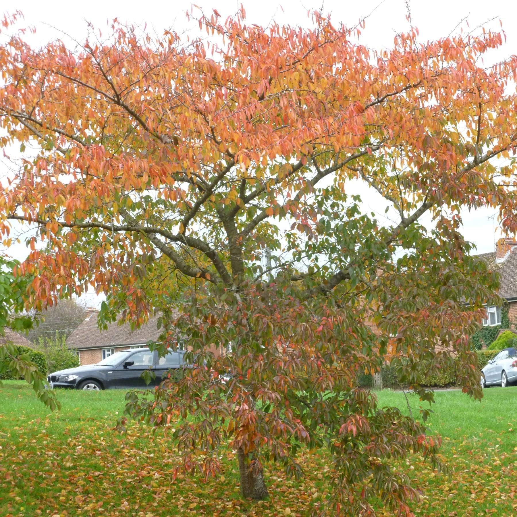 'Accolade' Pink Cherry Blossom Tree - Image 6