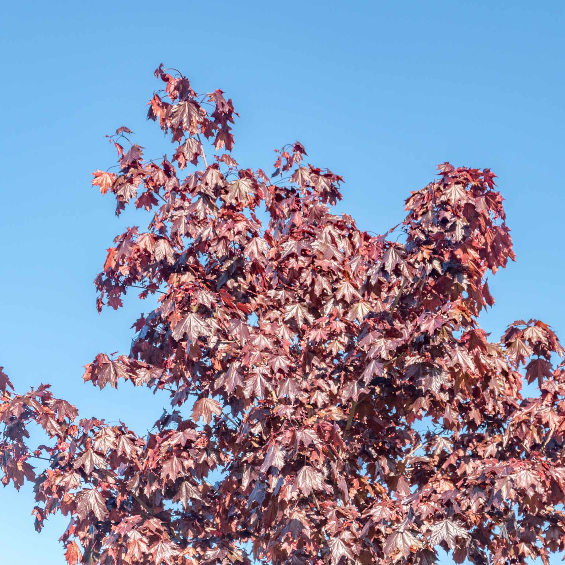 Norway Maple Tree | Acer platanoides 'Crimson Sentry'