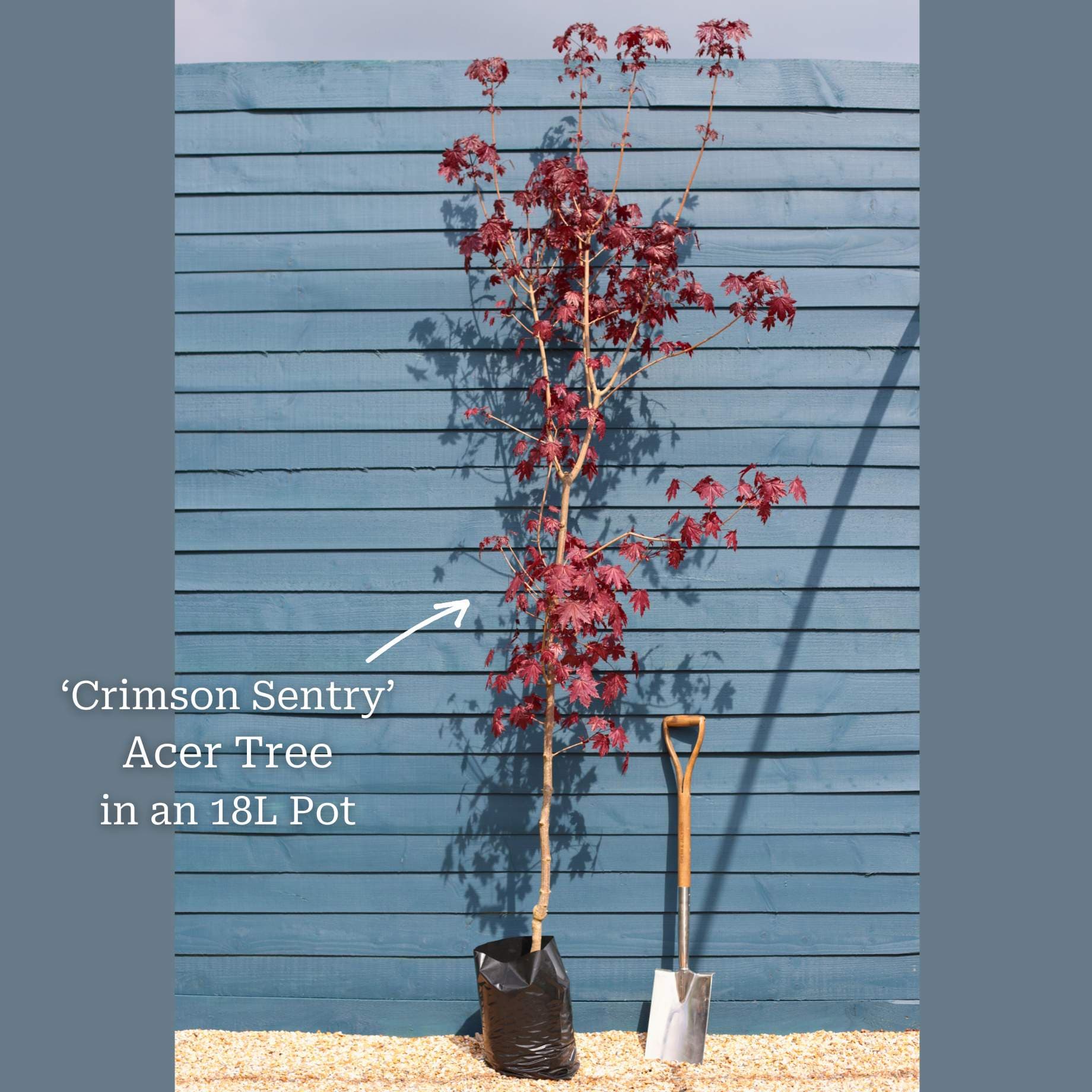 Norway Maple Tree | Acer platanoides 'Crimson Sentry' - Image 3