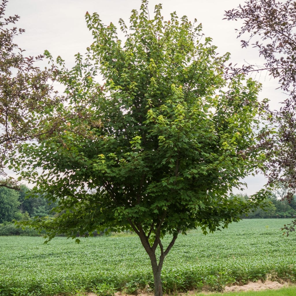 Canadian Red Maple Tree | Acer rubrum 'Red Pointe' - Image 3