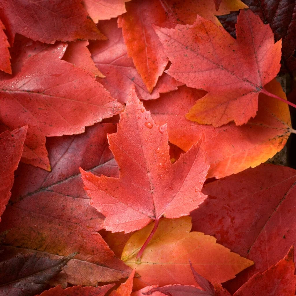 Canadian Red Maple Tree | Acer rubrum 'Red Pointe' - Image 4