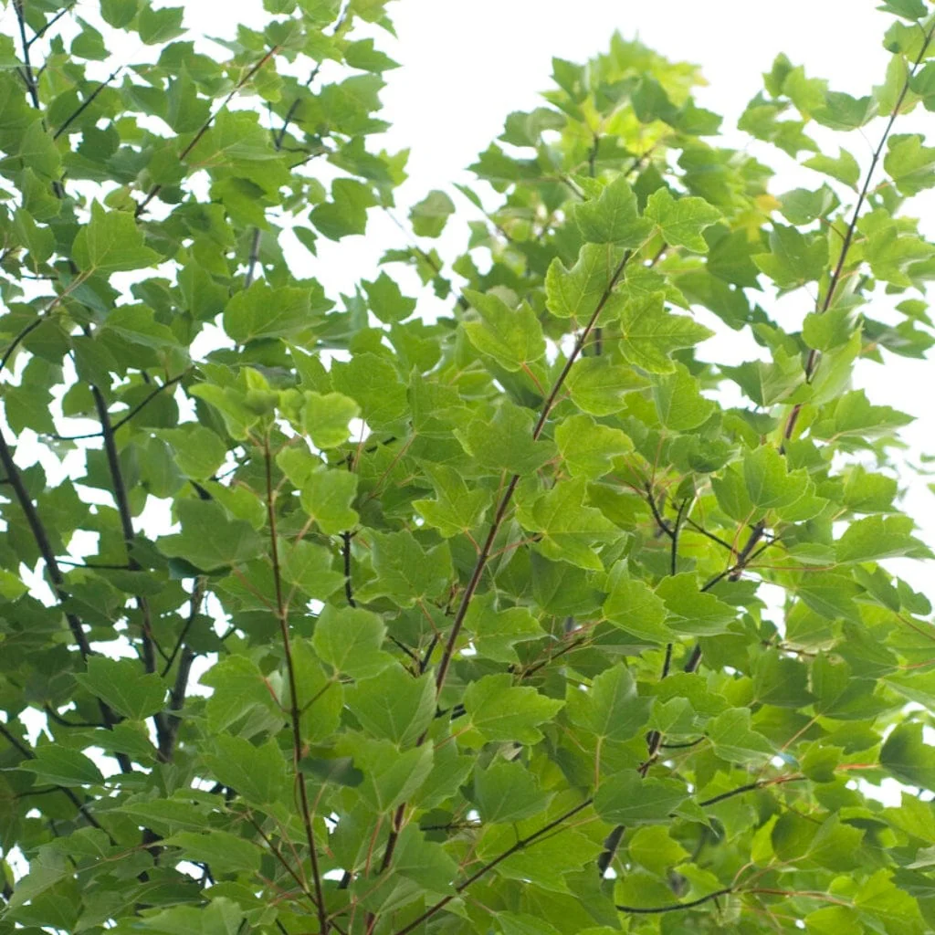 Canadian Red Maple Tree | Acer rubrum 'Red Pointe' - Image 5