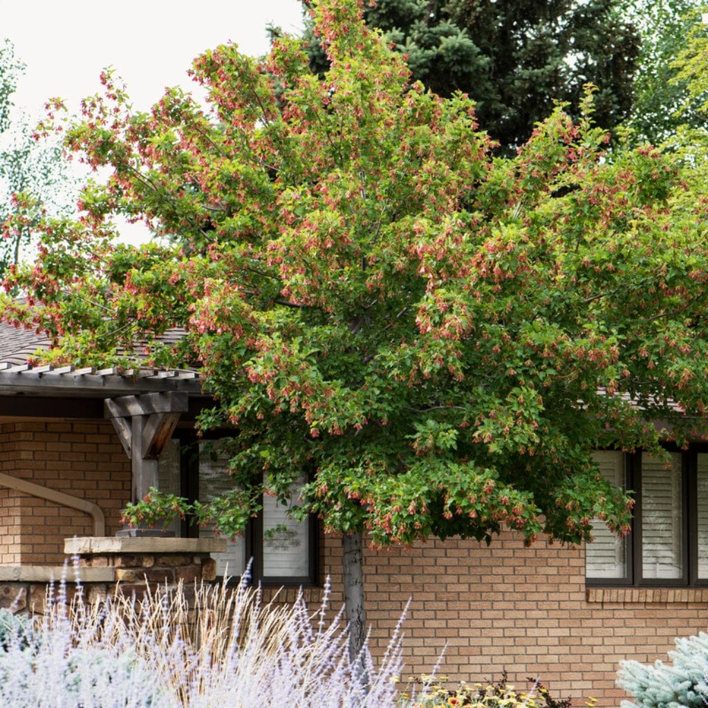 Tatarian Maple | Acer tataricum 'Hotwings'