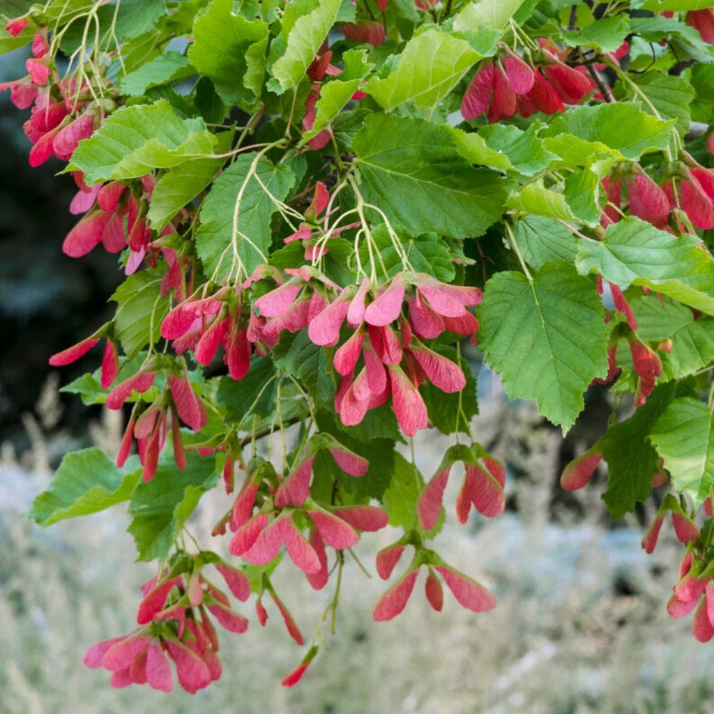 Tatarian Maple | Acer tataricum 'Hotwings' - Image 2