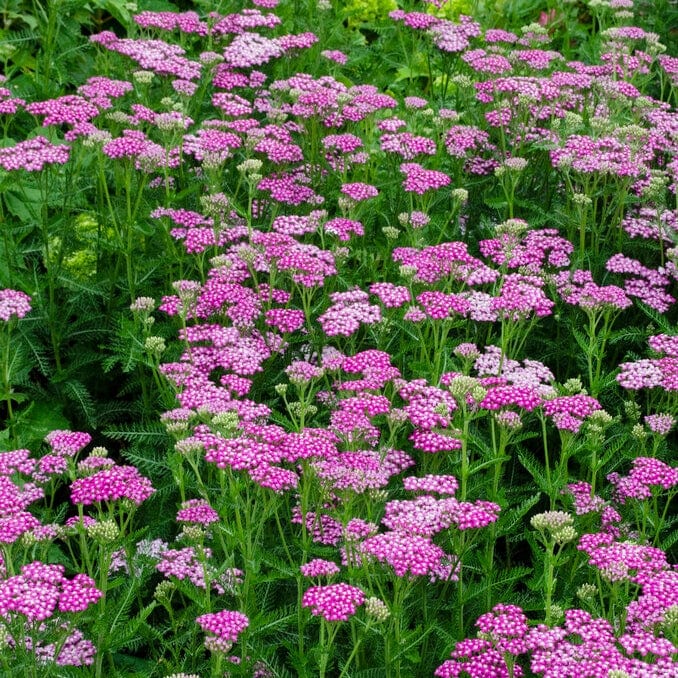 Achillea 'New Vintage Rose' - Image 3