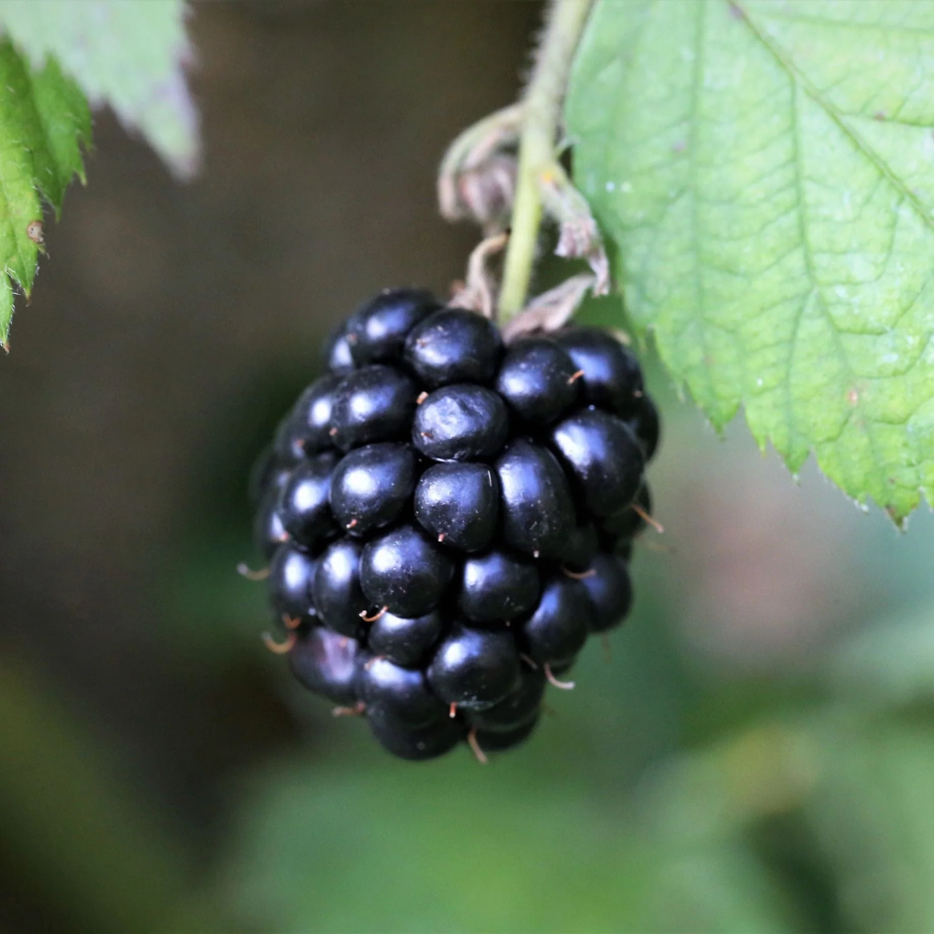 'Adrienne' Blackberry Plant - Image 2