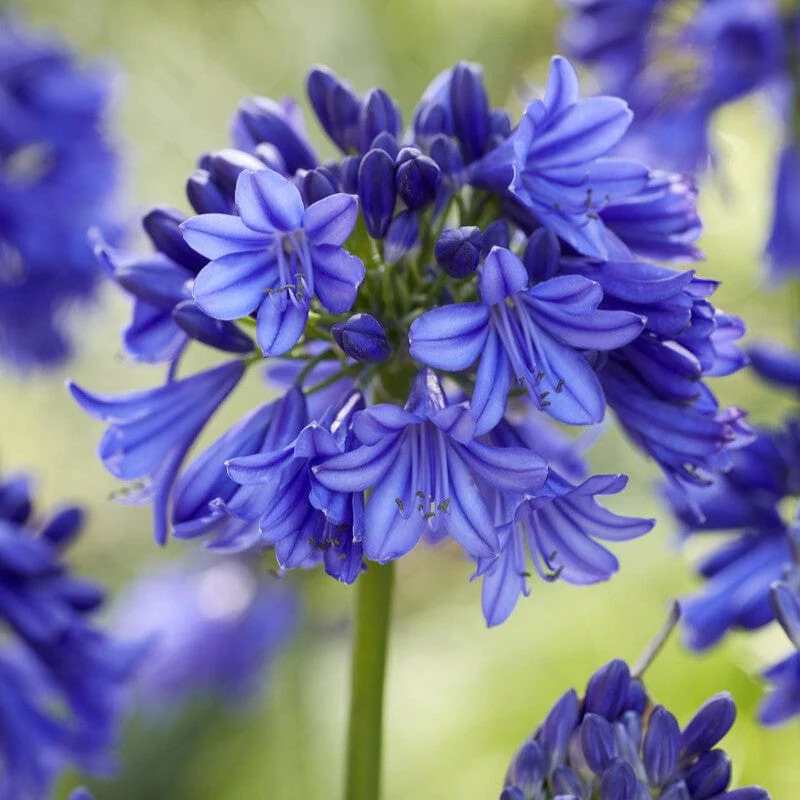 Agapanthus 'Blue Thunder'