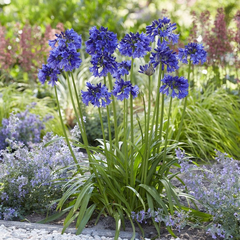 Agapanthus 'Blue Thunder' - Image 3