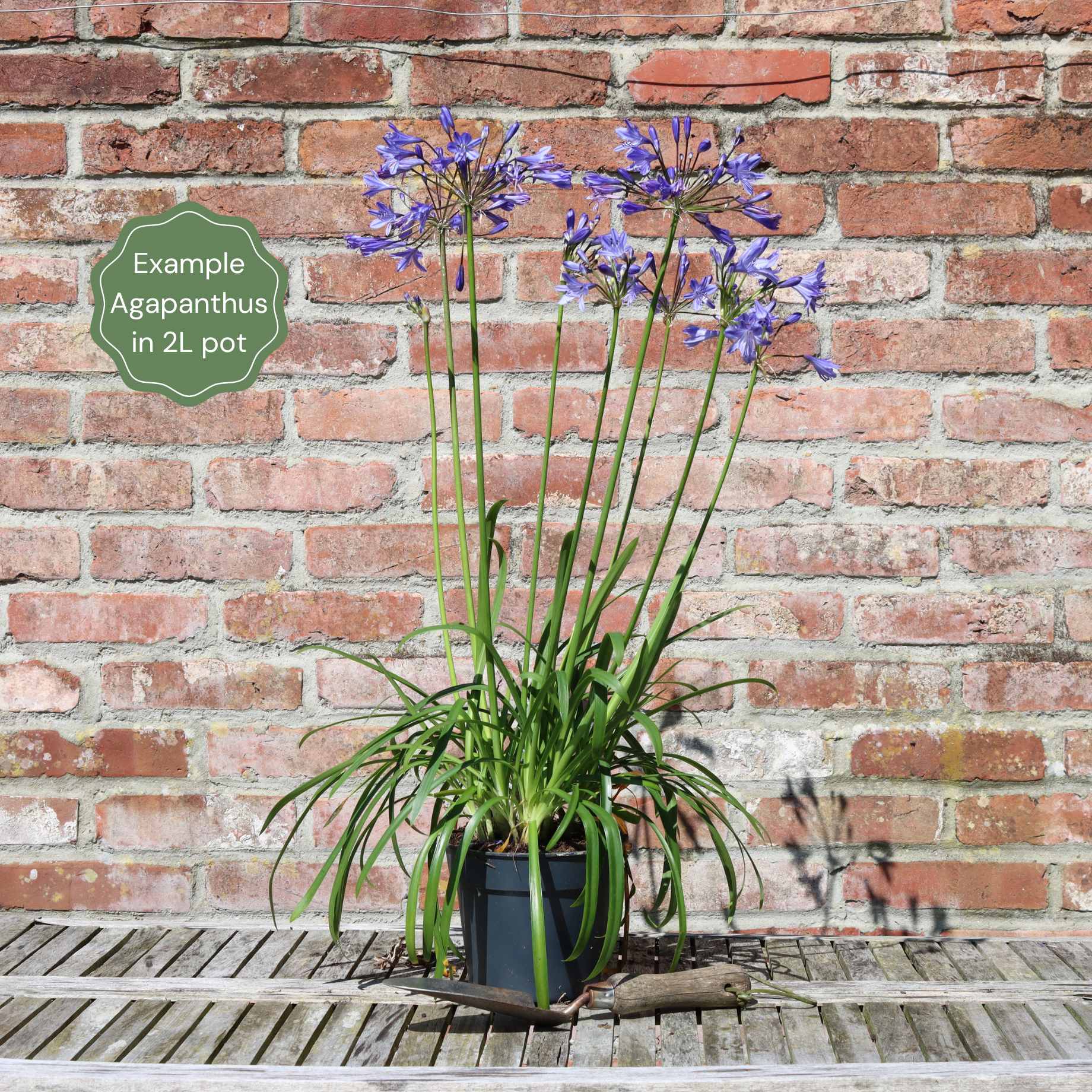 Agapanthus 'Blue Thunder' - Image 4