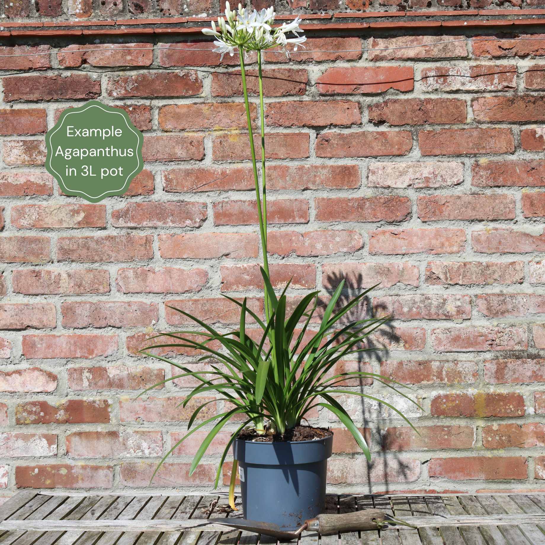 Agapanthus 'Ever White' - Image 4