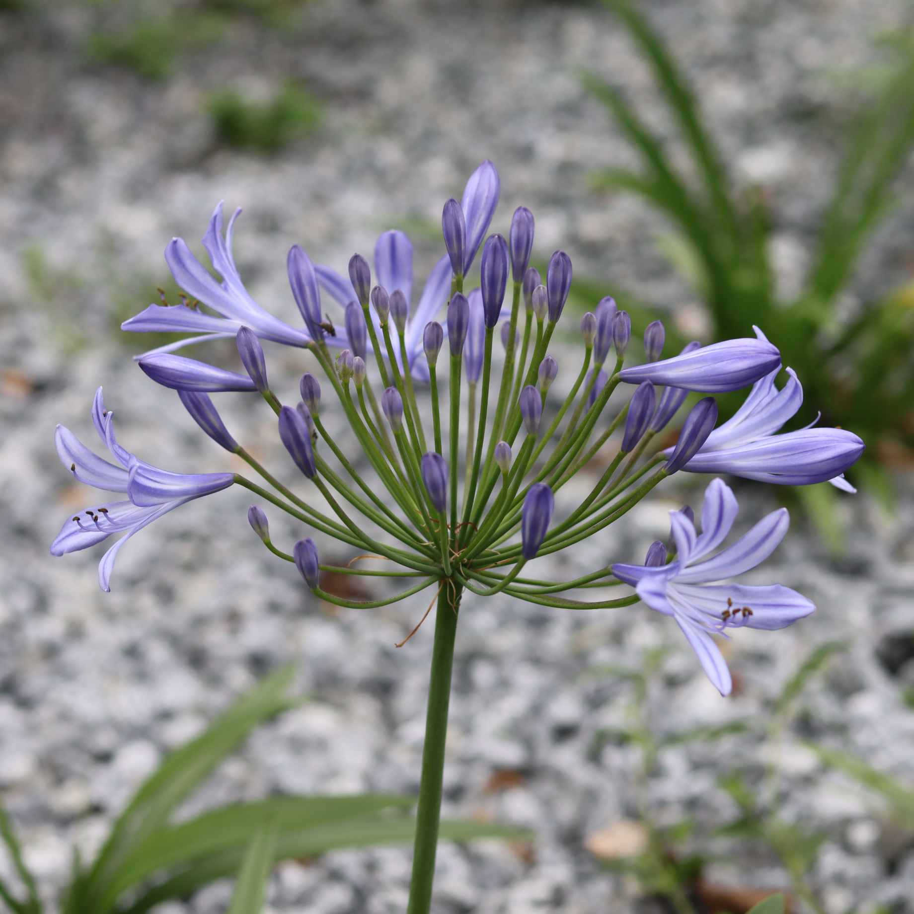 Agapanthus 'Ever Sapphire' - Image 4