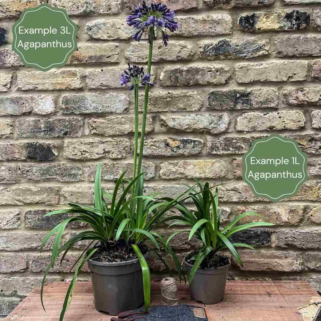 Agapanthus 'Navy Blue' | 7.5L - Image 2