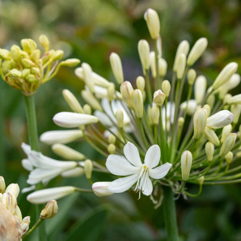 Agapanthus 'Polar Star' | 7.5L