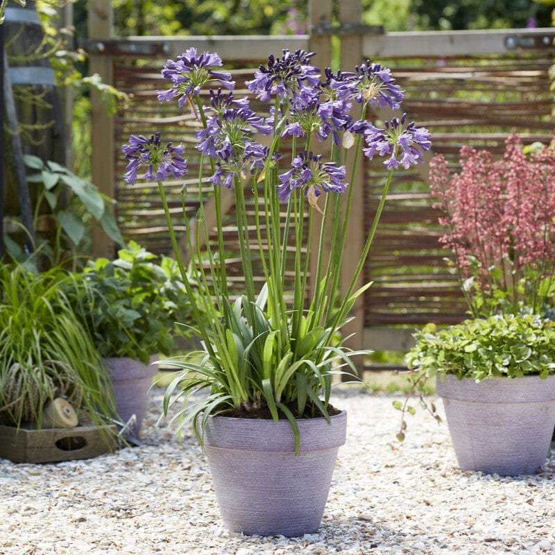 Agapanthus 'Poppin Purple' | 3L - Image 3