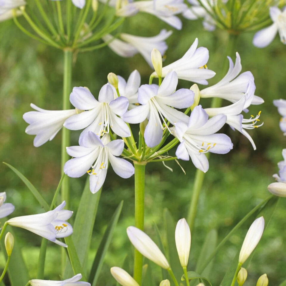 Agapanthus 'Silver Baby'