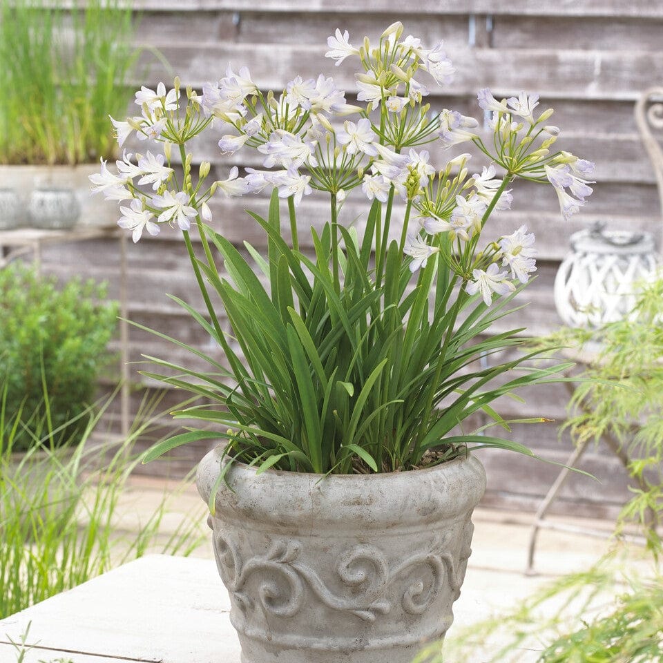 Agapanthus 'Silver Baby' - Image 2
