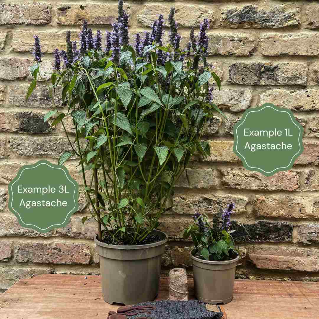 Agastache 'Little Adder' - Image 2