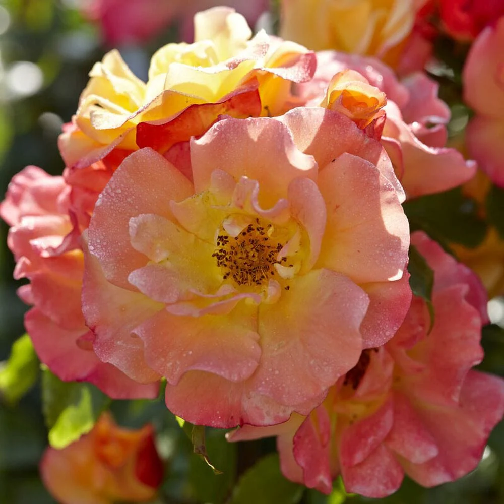 'Airbrush' Floribunda Rose - Image 2