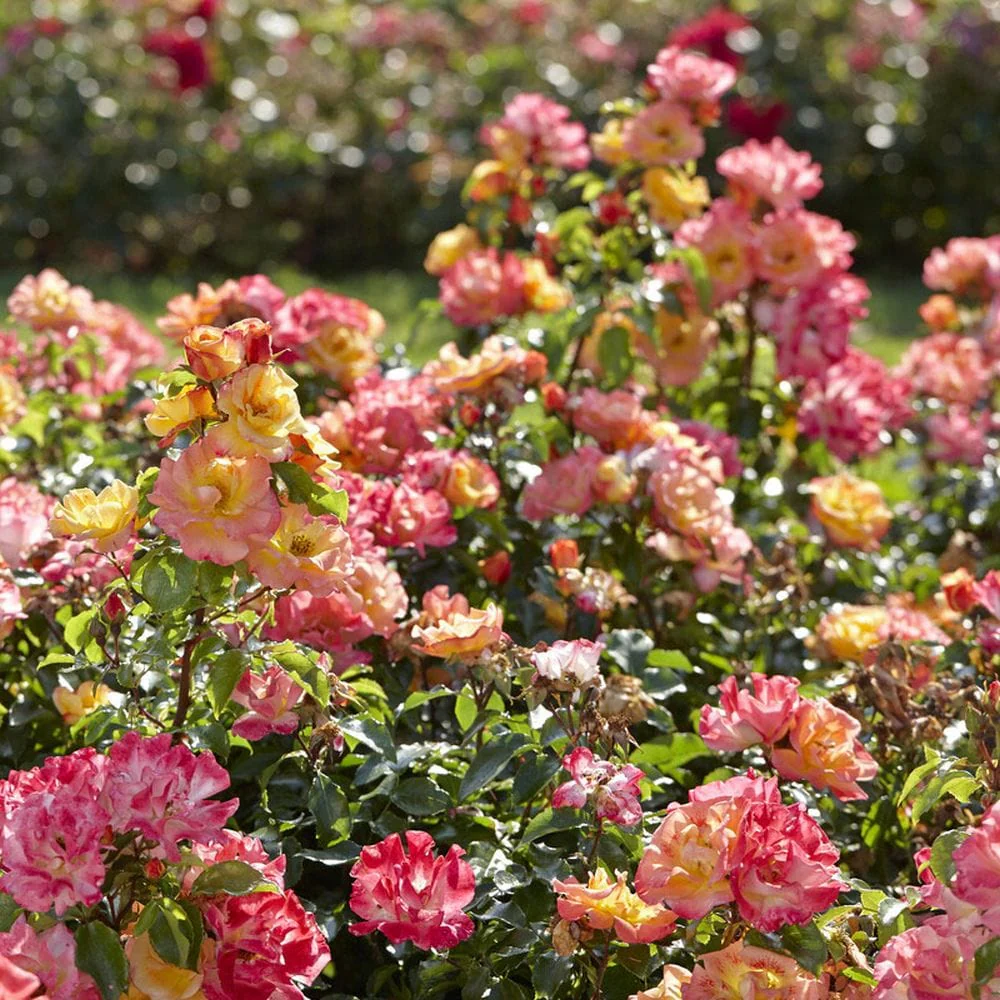 'Airbrush' Floribunda Rose - Image 3