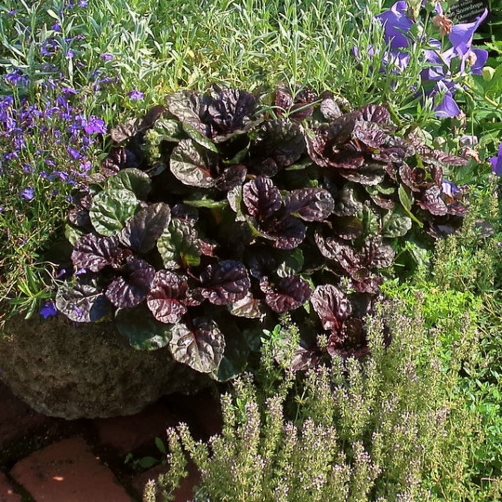 Ajuga 'Black Scallop' - Image 2